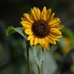 Sunflower2.jpg