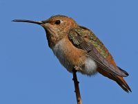 Hummer5.jpg