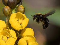 Bee.jpg