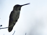_ROY0884.JPG