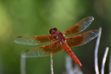 _ROY0907.JPG