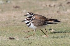 KilldeerWalking-300.jpg
