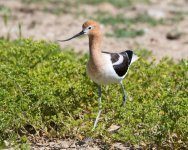 AvocetWalking-300.jpg