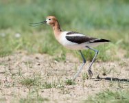 AvocetWalking-301.jpg
