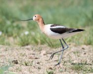 AvocetWalking-302.jpg