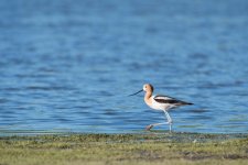 AvocetShore-300.jpg