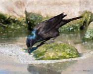 GrackleWalking-305.jpg