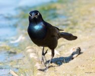 GrackleWalking-300.jpg