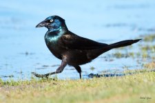 GrackleWalking-301.jpg