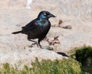GrackleWalking-302.jpg