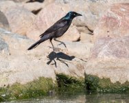 GrackleWalking-304.jpg