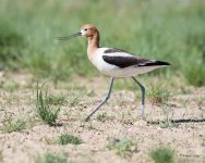 AvocetWalking-304.jpg