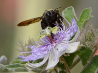 Bee3.jpg