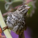 Sparrow.jpg