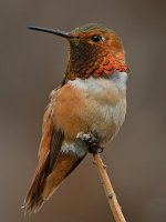 Hummer4.jpg