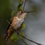 Hummer71.jpg