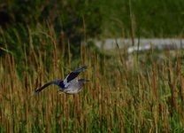 _ROY0986_01.JPG