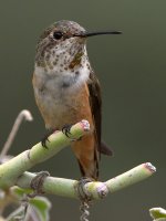 Hummer5.jpg