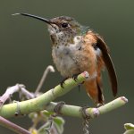 Hummer7.jpg
