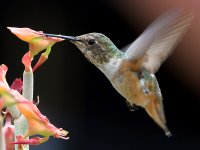 Hummer25.jpg