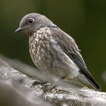 Bluebird2.jpg