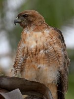 Hawk8.jpg