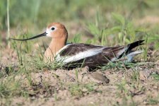 AvocetNest-300.jpg