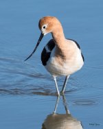 Avocet-335.jpg