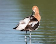 Avocet-336.jpg