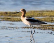 Avocet-345.jpg