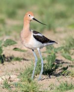Avocet-350.jpg