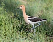 Avocet-351.jpg