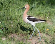 Avocet-352.jpg