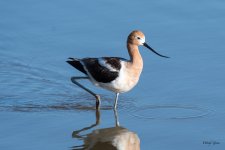 Avocet-353.jpg