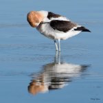 Avocet-354.jpg