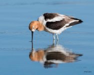 Avocet-355.jpg