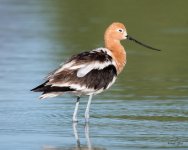 Avocet-360.jpg