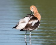Avocet-361.jpg