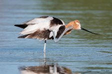 Avocet-363.jpg