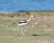 Avocet-364.jpg