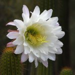 Cactus2.jpg