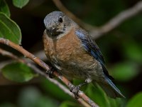 Bluebird3.jpg