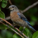 Bluebird4.jpg