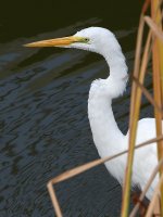 Egret.jpg
