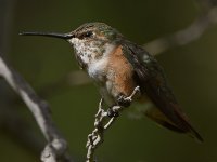 Hummer6.jpg