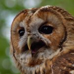 owlhead.jpg