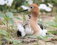 AvocetChicks-301.jpg AvocetChicks-301.jpg