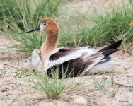 AvocetChicks-300.jpg