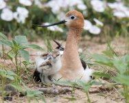 AvocetChicks-302.jpg