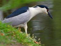 BlackHeron.jpg